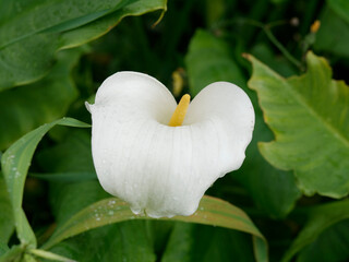 calla plant in a garden