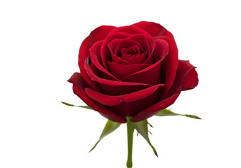 Single Red Rose with Water Droplets transparent background