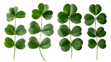 Green Clover Leaves Vibrant Botanical Detail on White Background.
