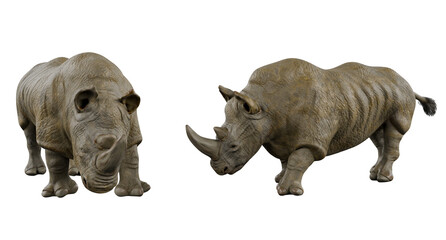 Obraz premium rhino on white background