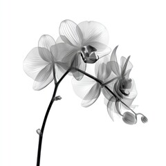 Elegant grayscale orchid blossoms on a stem.
