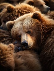 Obraz premium Grizzly bears huddled together (1)