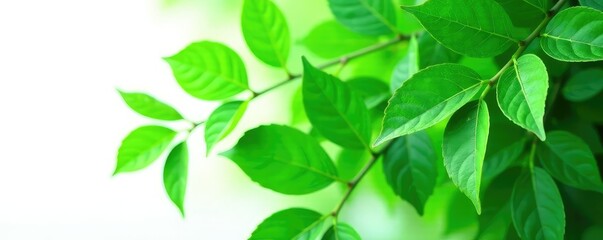 Obraz premium Leafy green foliage isolated on white background, monochromatic, foliage