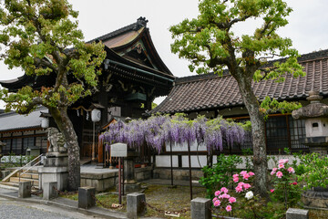春の京都 六孫王神社の藤棚と牡丹