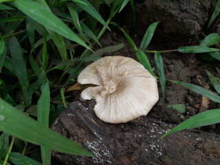 mushroom in the forest