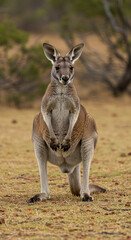 Fototapeta premium Kangaroo Standing in Field Looking at Camera Animal Portrait