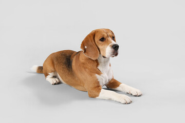 Cute Beagle dog lying on grey background