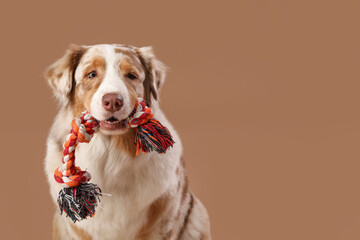 Cute fluffy Australian Shepherd dog with toy on brown background
