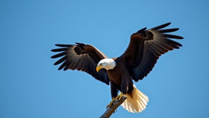 Fototapeta premium Bald Eagle Flying With Wings Open