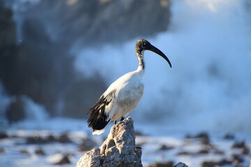 Graceful African sacred ibis Threskiornis aethiopicus at Rocky ocean areas during sunset 