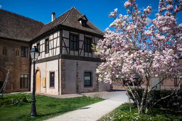 Half-timbered medieval building and blossom in Colmar, Alsace, France
