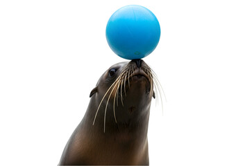 Adorable Sea Lion Balancing a Ball: Fun Animal Image transparent background