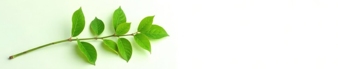 Naklejka premium Single branch with lush green leaves on white background, foliage, green leaf branch