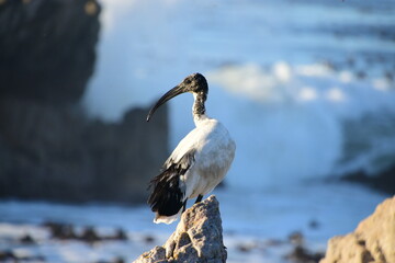 Graceful African sacred ibis Threskiornis aethiopicus at Rocky ocean areas during sunset 