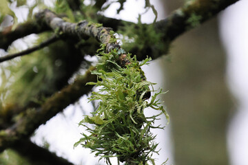 close up of a tree trunk
