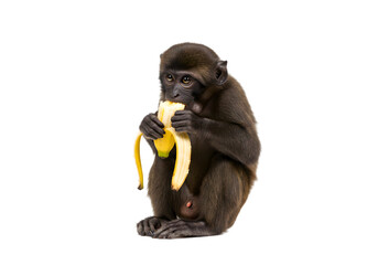 Adorable Baby Monkey Eating a Banana on White Background transparent background