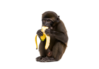 Adorable Baby Monkey Eating a Banana on White Background transparent background