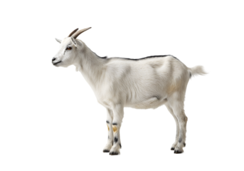 White Goat Farm Animal Image transparent background