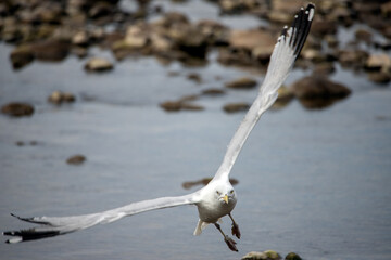 Gulls, or colloquially seagulls, are seabirds of the family Laridae in the suborder Lari. They are...