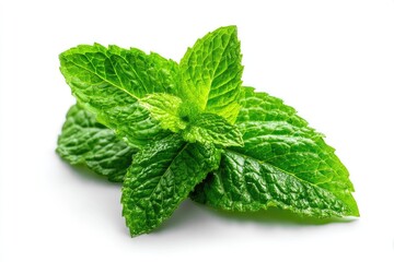 Fresh mint leaves close-up (2)