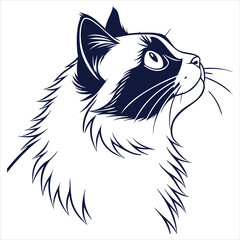 Obraz premium silhouette ragdoll cat on white background