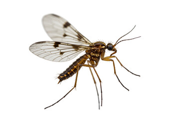High-Resolution Image of a Psychodidae Fly transparent background
