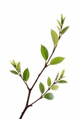 Delicate branches on white background isolated, nature, leafy, botanical