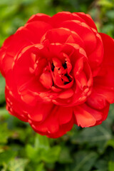 Bright red flower blooms vibrantly in a lush green garden during the afternoon sun