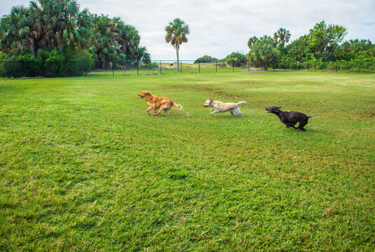 Three different types of dogs running after each other in a dog park on an overcast day, Fort de Soto, Florida, USA