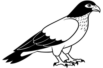 buzzard silhouette line art vector illustration with a white background