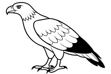Fototapeta premium buzzard silhouette line art vector illustration with a white background