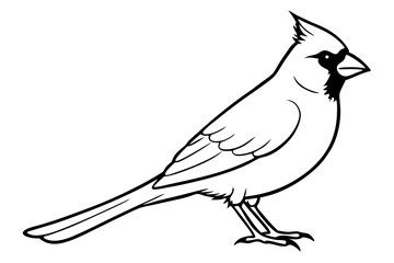 cardinal silhouette line art vector illustration with a white background