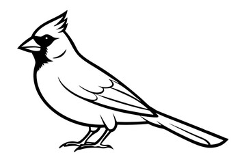 cardinal silhouette line art vector illustration with a white background