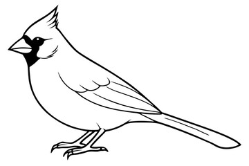 cardinal silhouette line art vector illustration with a white background