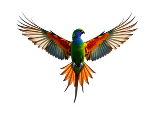 Majestic Flying Bird: Colorful Wings Spread Wide transparent background