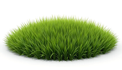 grass isolated on white background