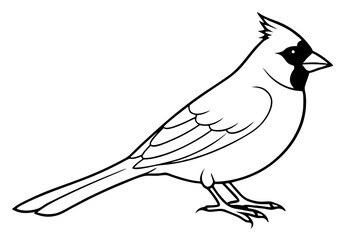 cardinal silhouette line art vector illustration with a white background