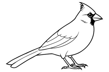 cardinal silhouette line art vector illustration with a white background