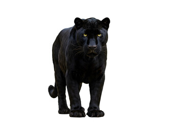 Majestic Black Panther: Powerful Wild Cat Image, Big Cat Photography, Wildlife Photo transparent background