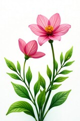 Fototapeta premium Green leaves and flowers isolated on white background, bloom, petals