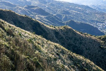 Peaceful scene of mountain terrain emphasize by sunlight and shadow, covered by Miscanthus, in New Taipei City, Taiwan.