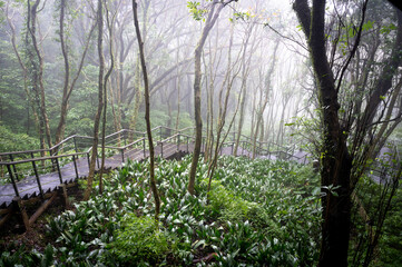 Maple forest hidden in the misty mountain, hiking trail go through forest, in Yangmingshan National Park, Taipei, Taiwan.