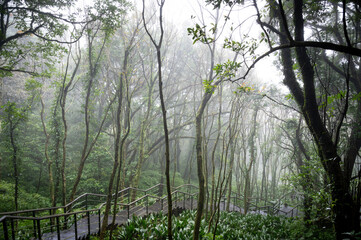 Maple forest hidden in the misty mountain, hiking trail go through forest, in Yangmingshan National Park, Taipei, Taiwan.