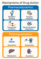 Mechanisms of drug action infographic. Pharmacodynamics and pharmacokinetics overview