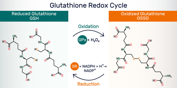 Glutathione redox cycle infographic with chemical structures of glutathione GSH and glutathione disulfide GSSG
