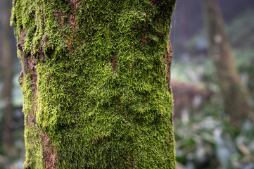Close up of the moss growing on the maple tree, in Yangmingshan National Park, Taipei, Taiwan.