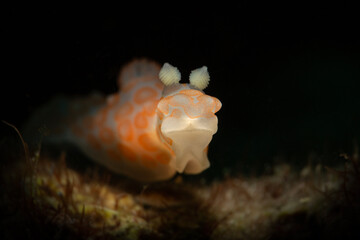 Nudibranch Gymnodoris sp. Underwater macro photography from Anilao, Philippines