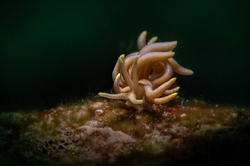 Nudibranch Phyllodesmium briareum.  Underwater macro photography from Anilao, Philippines