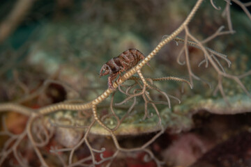 The Basket Star Shrimp (Lipkemenes lanipes) are exclusively associated with Basket Stars. Underwater macro photography from Anilao, Philippines