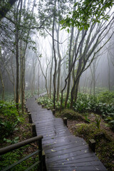 Maple forest hidden in the misty mountain, trail go through the forest, in Yangmingshan National Park, Taipei, Taiwan.
